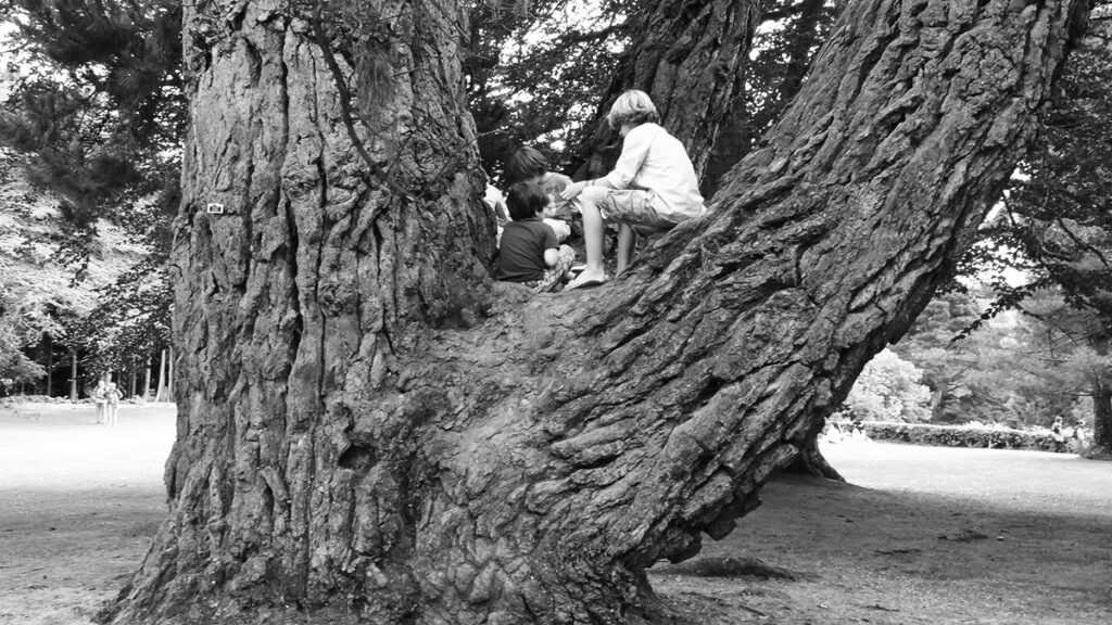 Kinder sitzen auf einem großen, sehr alten Baum.